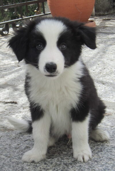 puppy Corsi